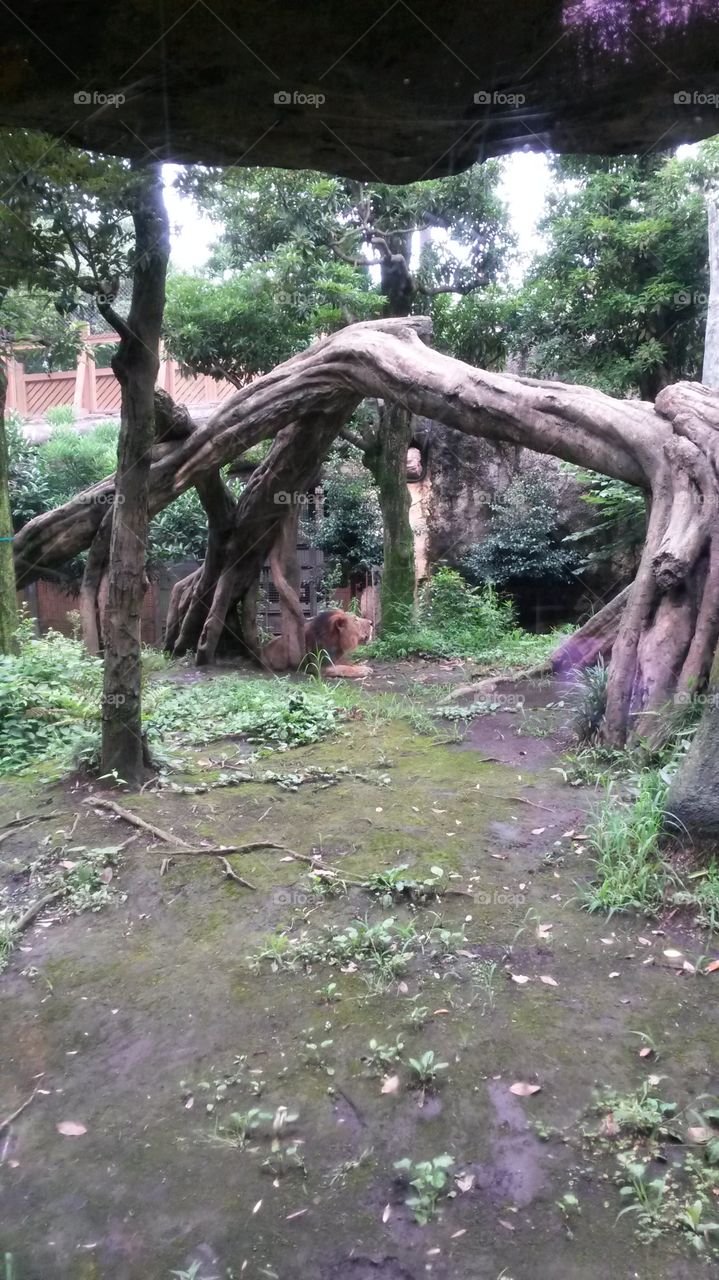 lion. ueno zoo