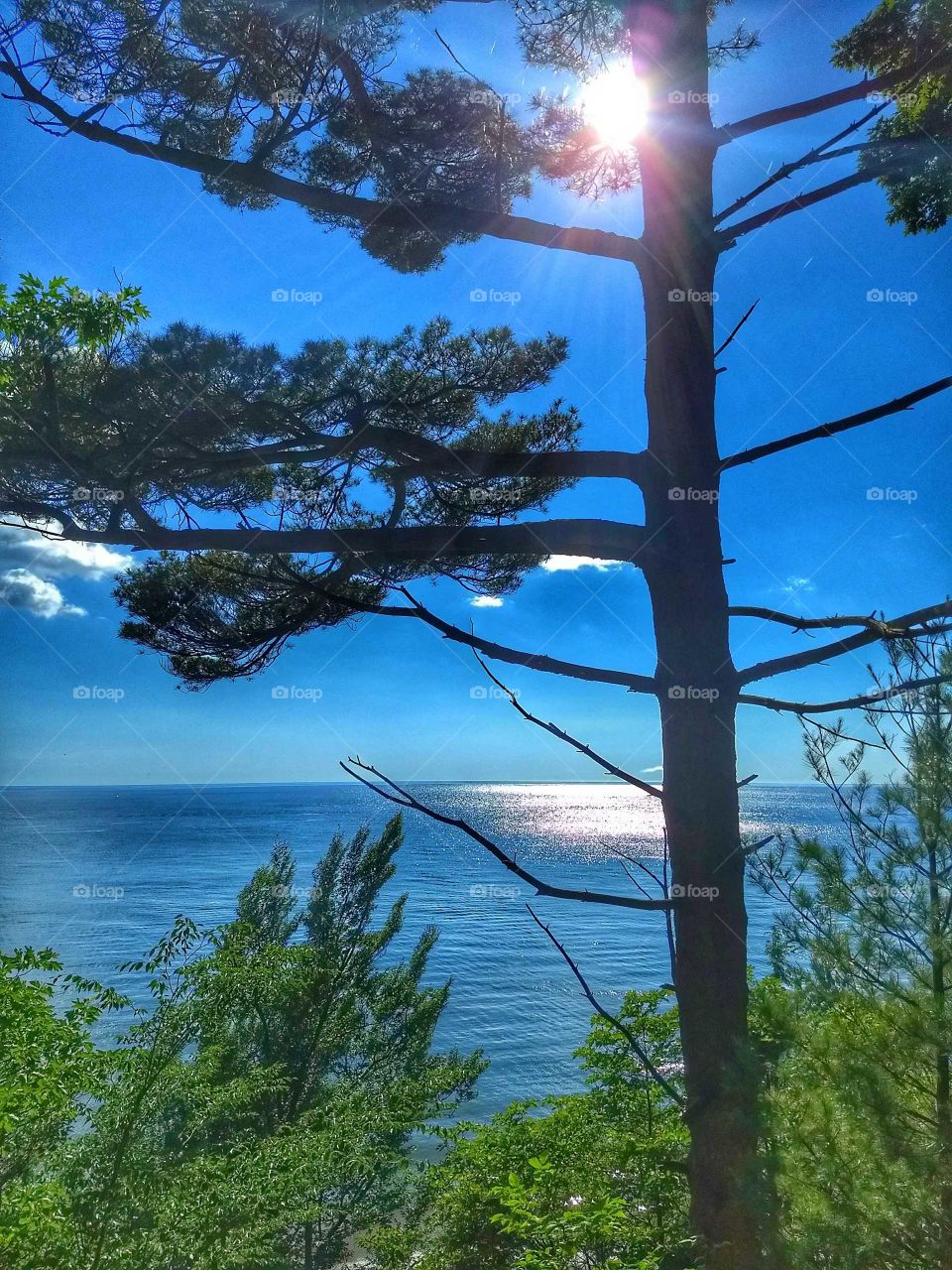 Lake Michigan from the top of doing and a pine tree