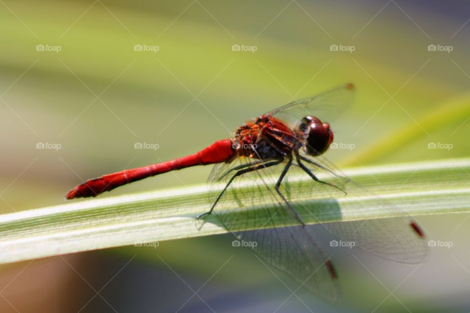 Red dragonfly