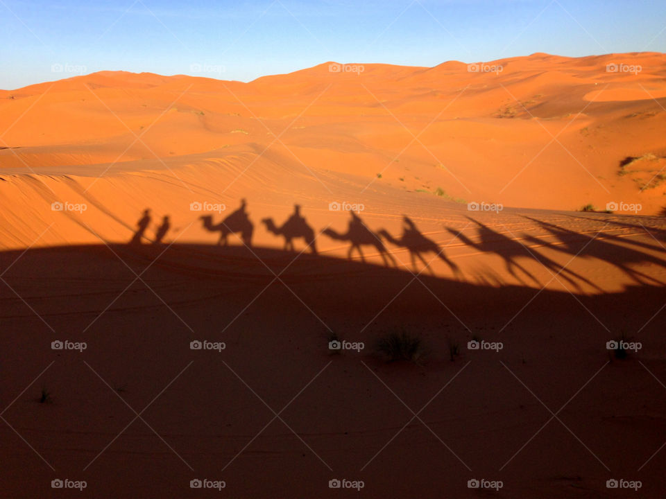 Shadows of camels