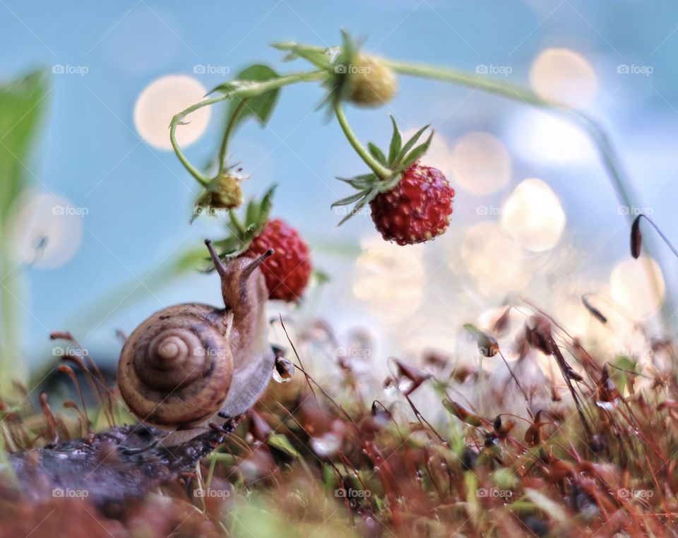 Snail tastes strawberries