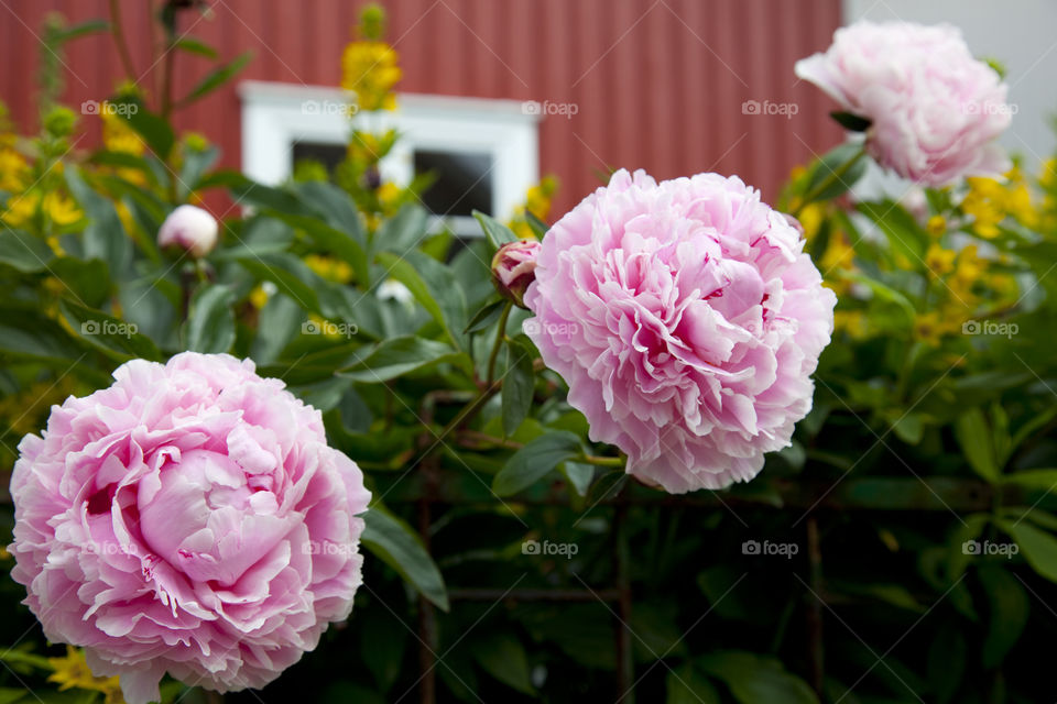 Close-up of peony flowers