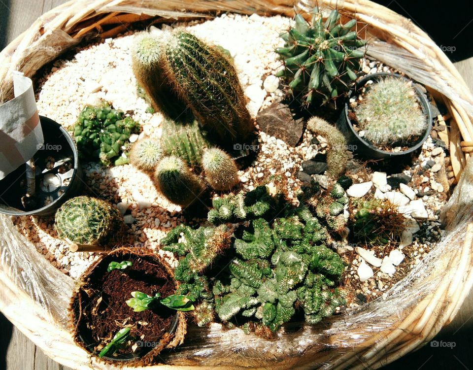 Beautiful cactus flowers with sunlight in Garden