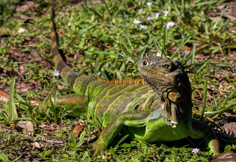Iguana watching
