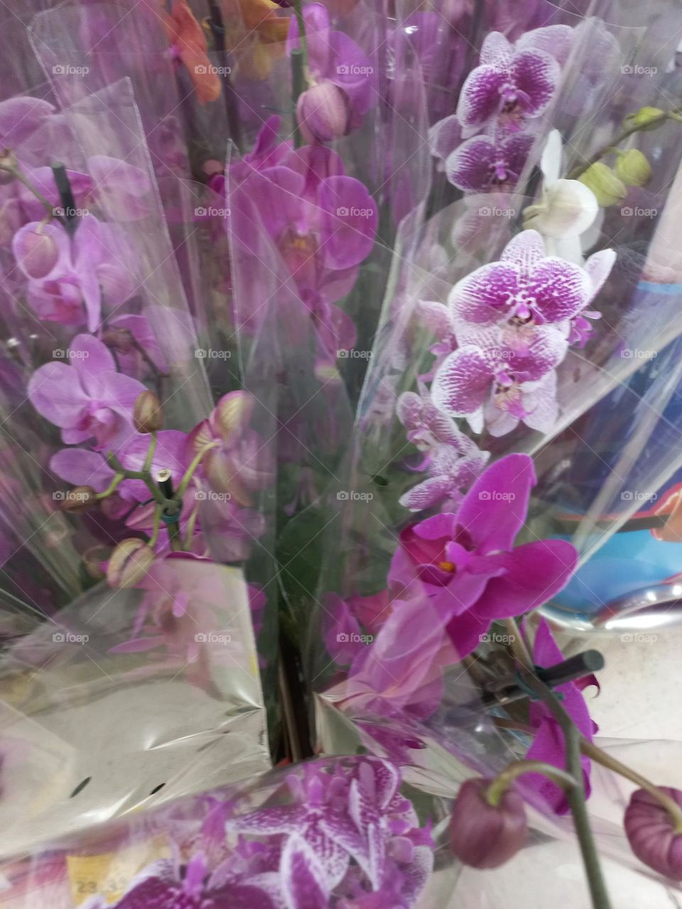 Orquideas.  As orquideas  são  flores belas, exuberantes e,  exóticas. Além  da beleza, as orquideas,  apresentam várias  cores e formatos