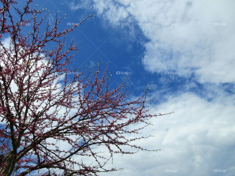 branches and sky