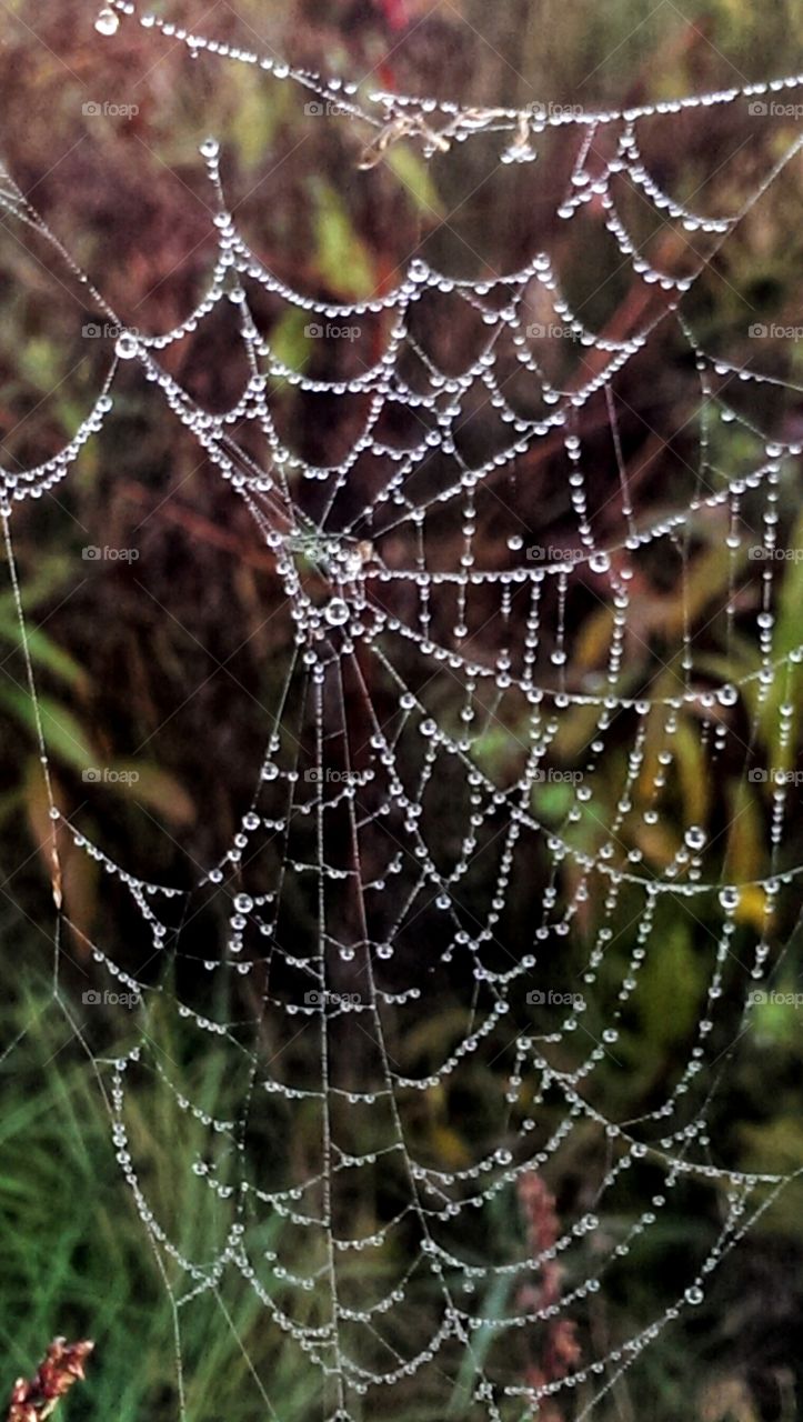 spiderweb