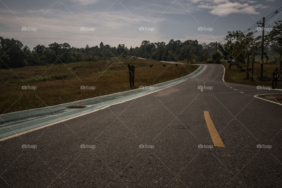 Road in the forest at night