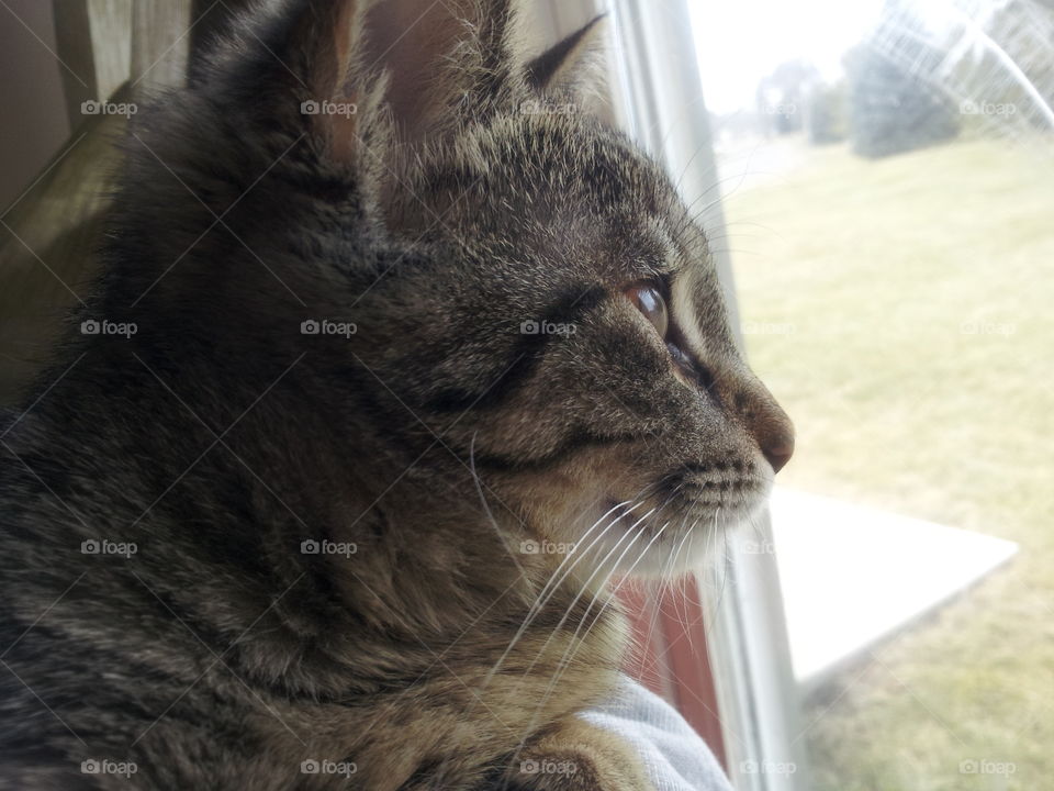 kitten looking out window