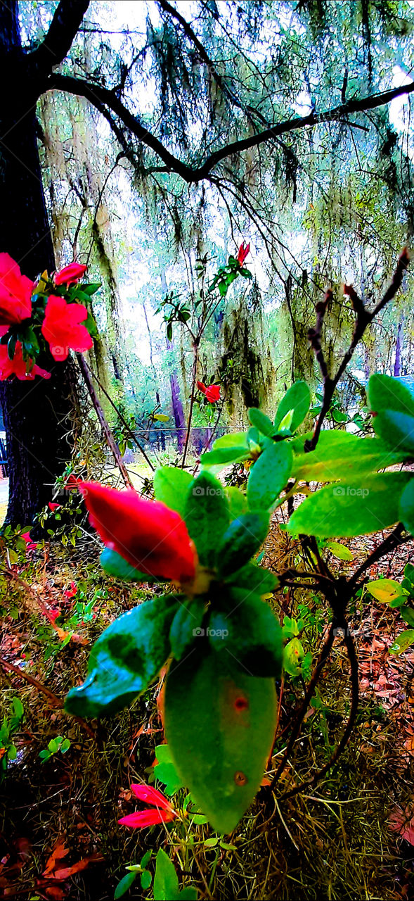 I am so ready for colors of spring vibrant azealia under the oaks