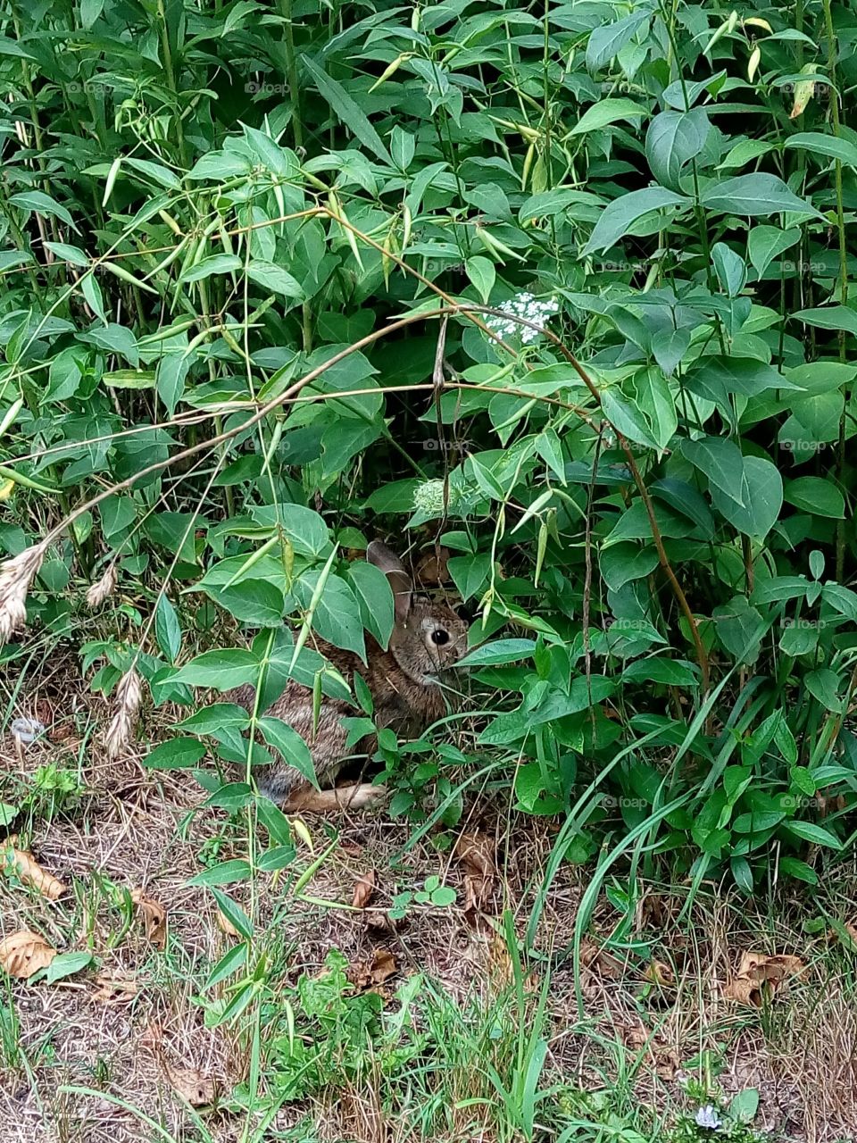 Rabbit in a bush