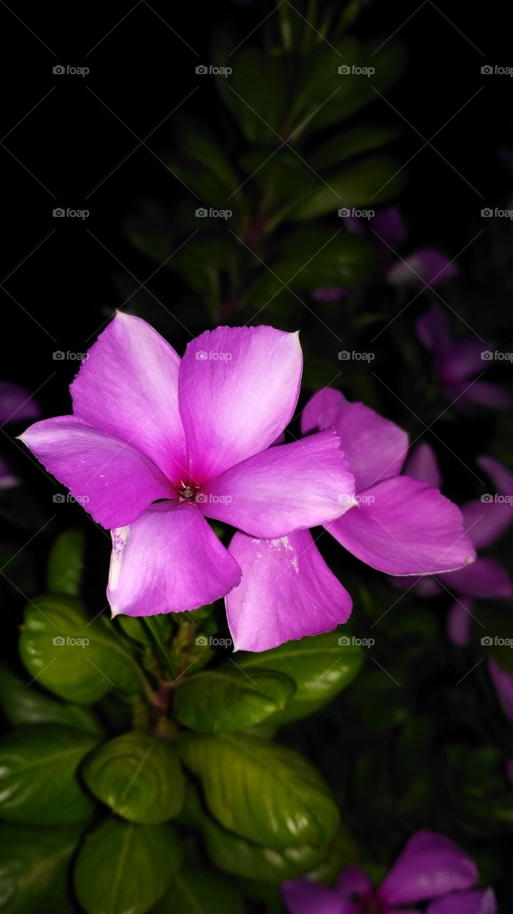 Beautiful Flower, pinkish / charming and cheerful / captivating / lovely / delightful / blushing flowers , blooming in my garden / Night Shot