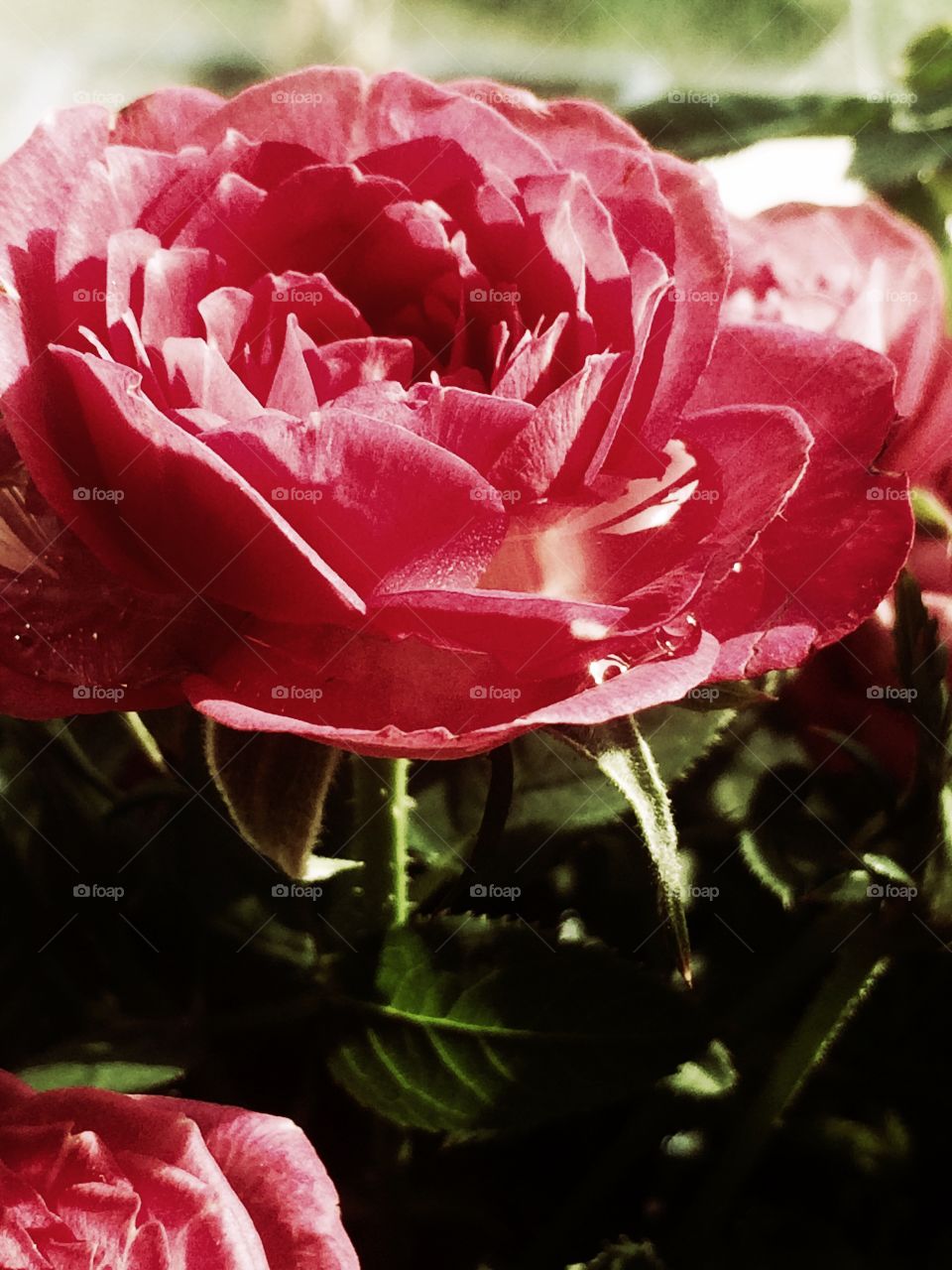 Pink rose with water drops