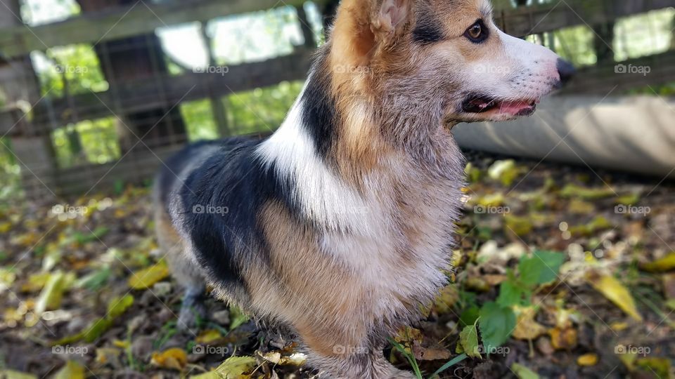 Dog, Mammal, Cute, Portrait, Animal