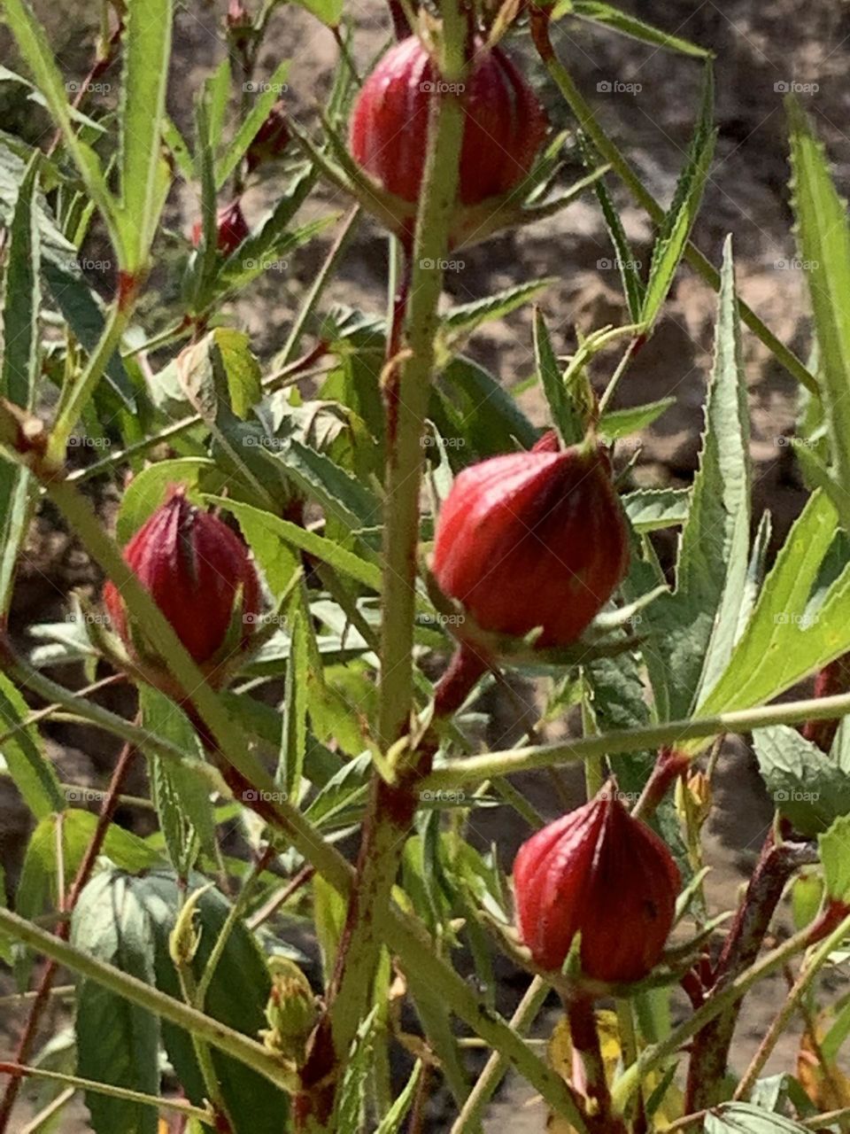 Best of 2021 : nature ,my garden (Thailand)