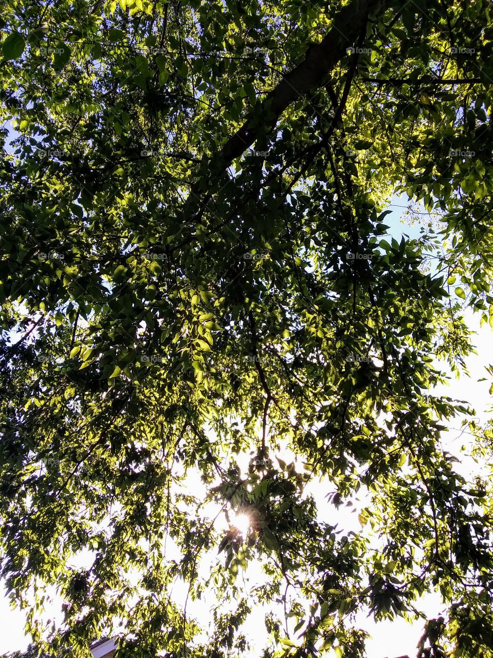sun through tree branches