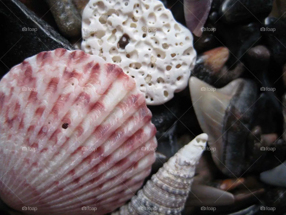 shell