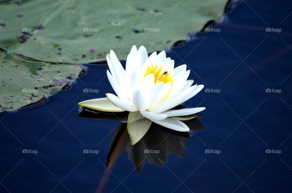 Cuban waterlily