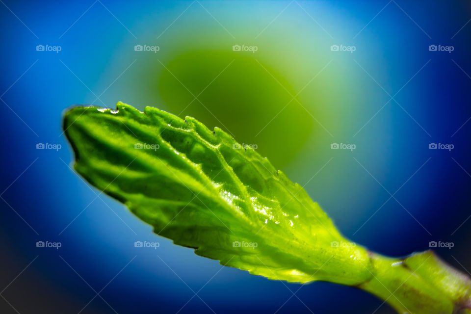 Growing leaf