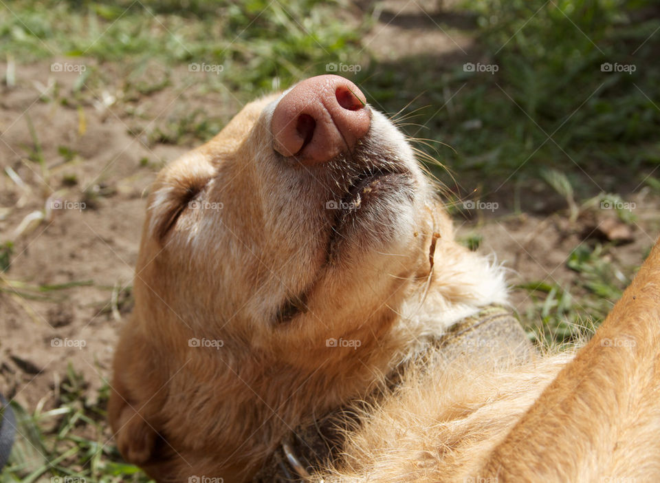 Sleeping dog outdoors