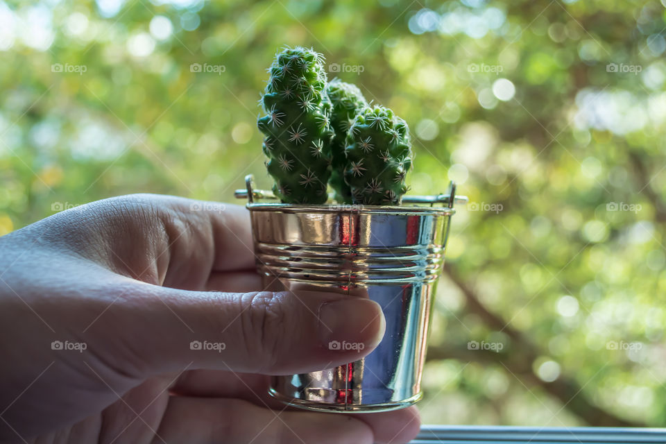 Holding a pot of succulent