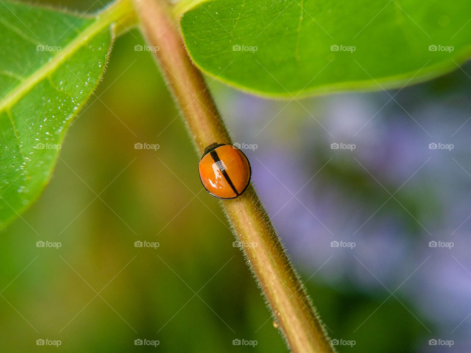 small ladybug on a plant