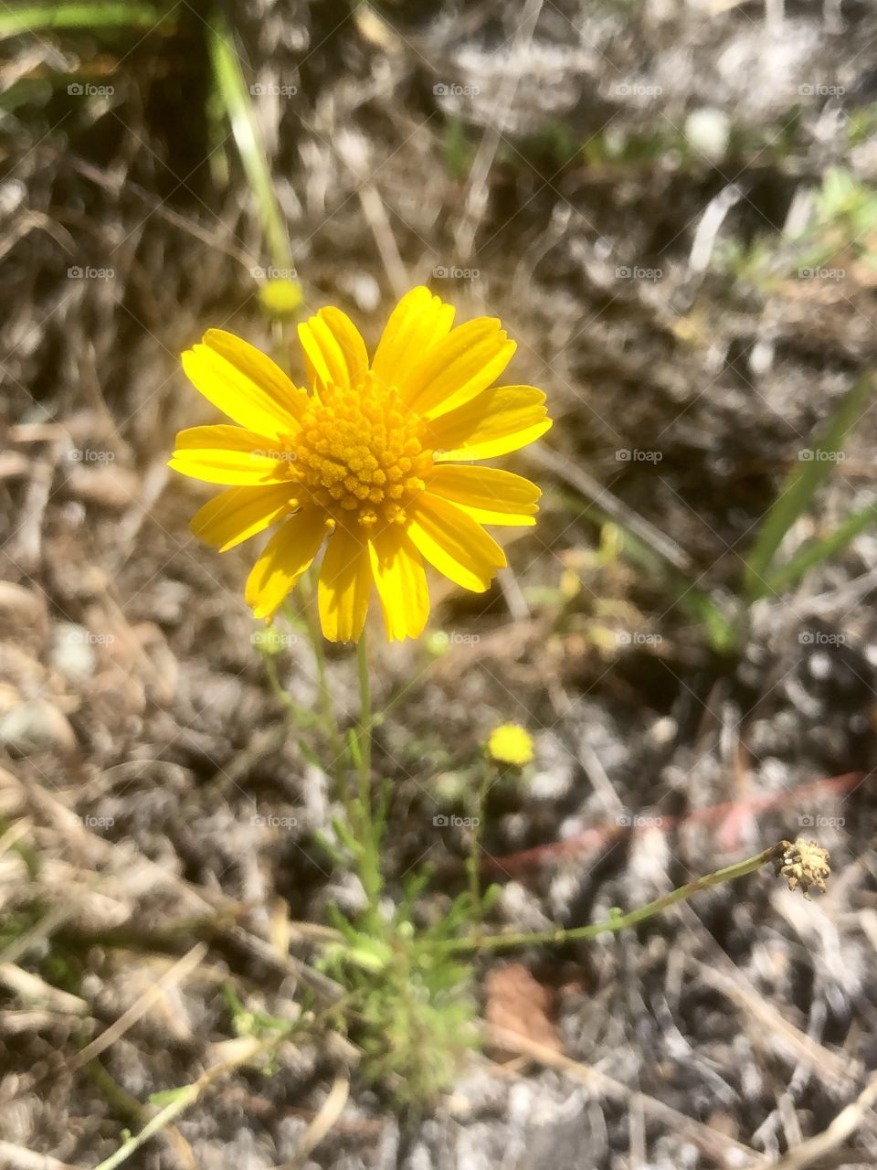 Macro view of tiny yellow wildflower 