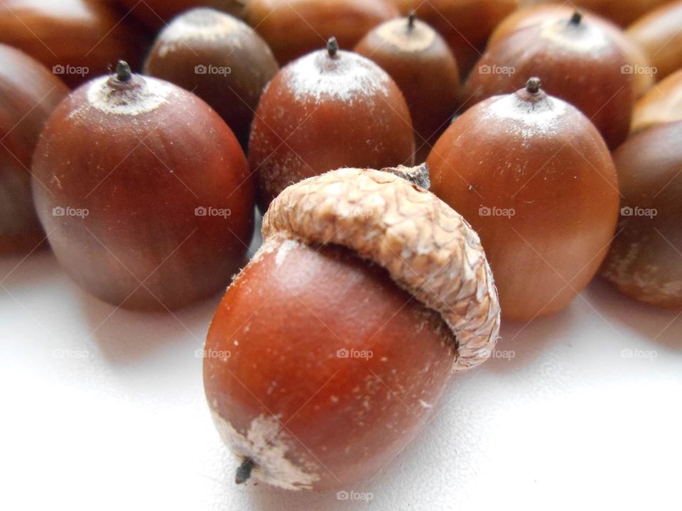 acorns