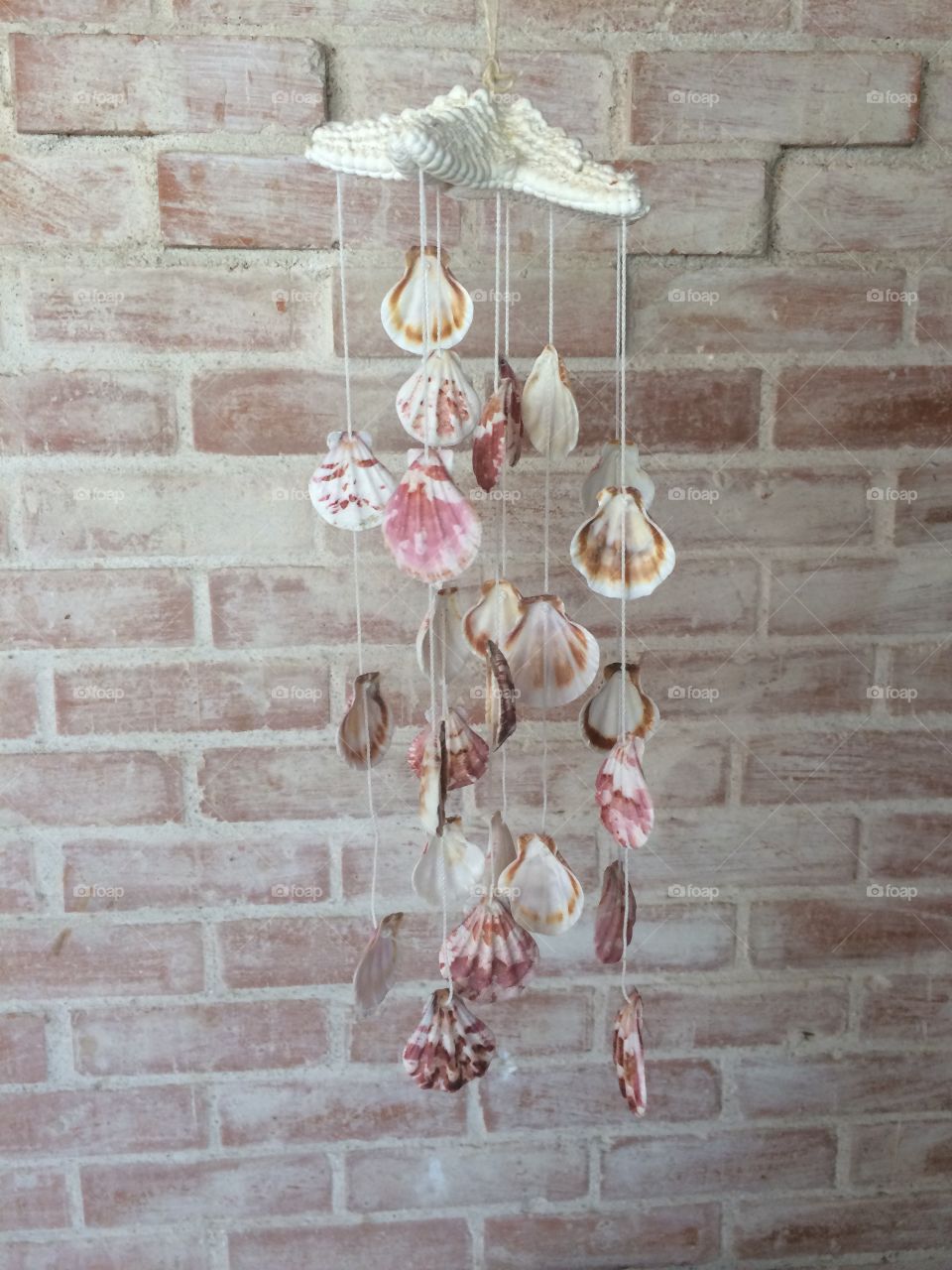 Sea shell hanging on wall