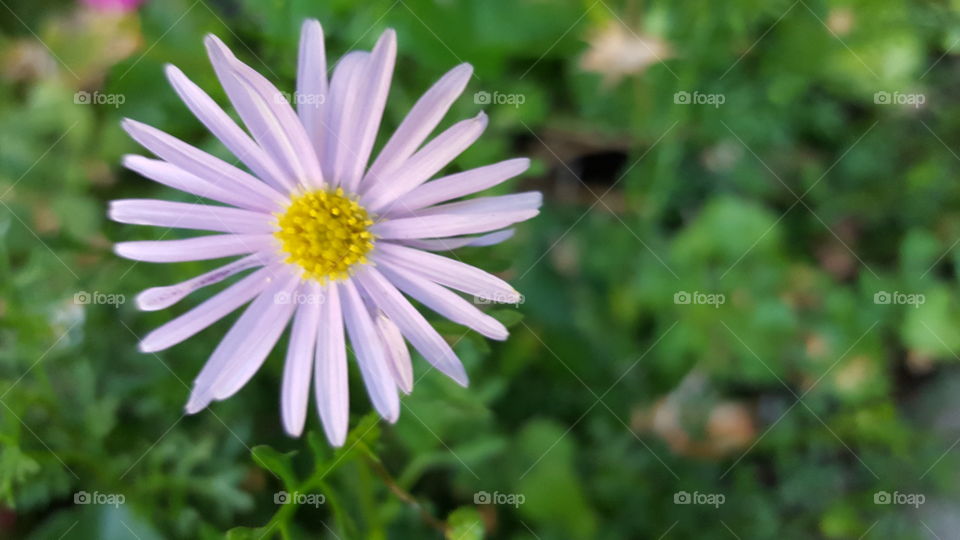 pretty purple daisy