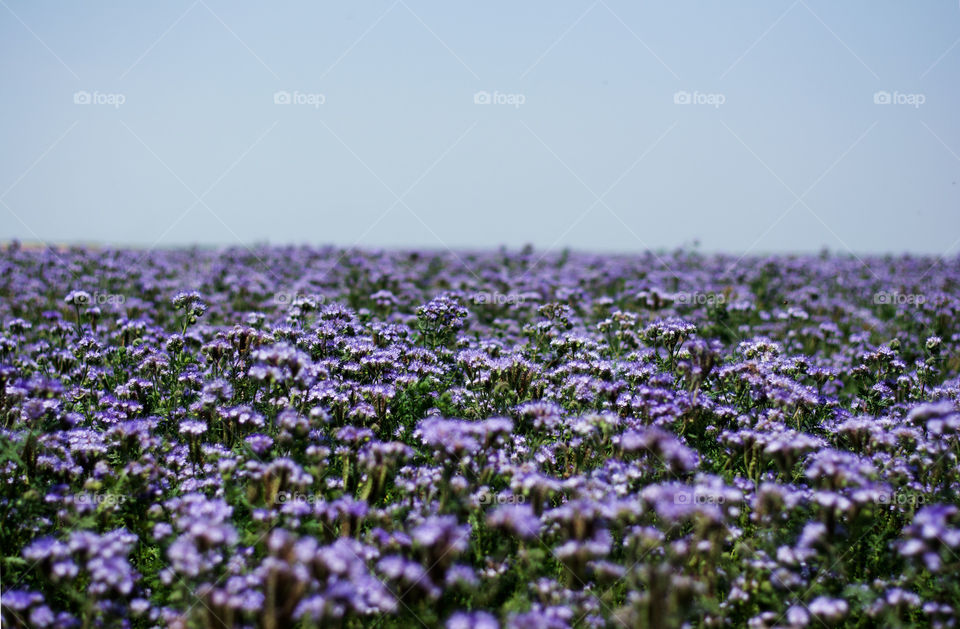 purple fields. huge purple fields