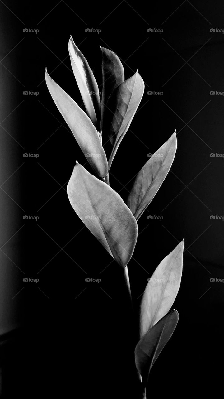 Black and white plant 