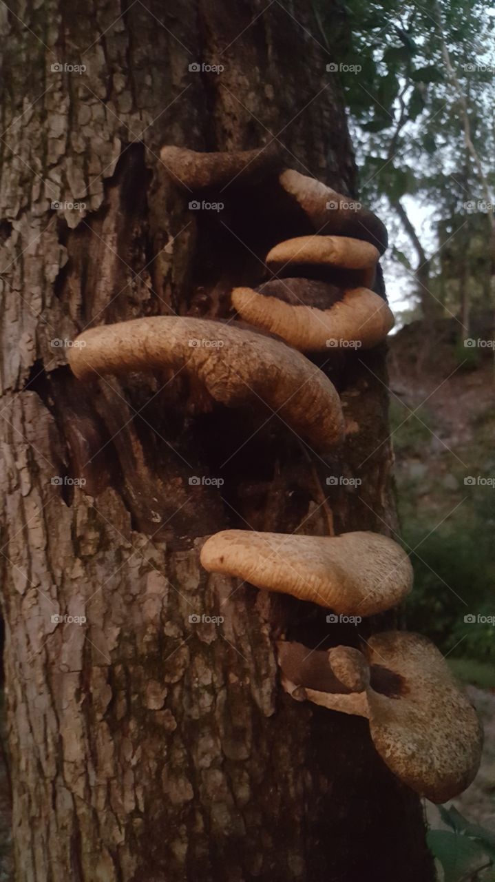 tree mushroom