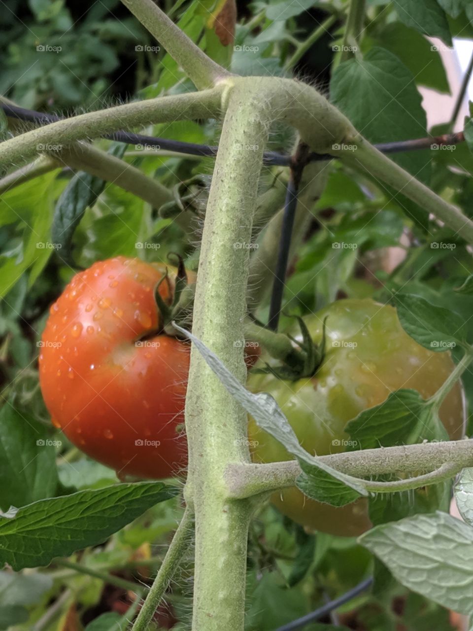 My tomatoes, my pride.