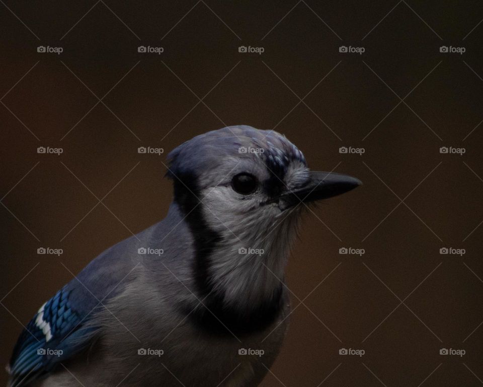 An Attentive Blue Jay