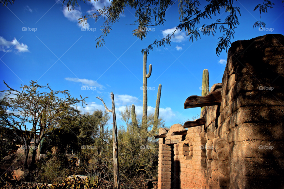 phoenix hot tree clouds by stevehardley7