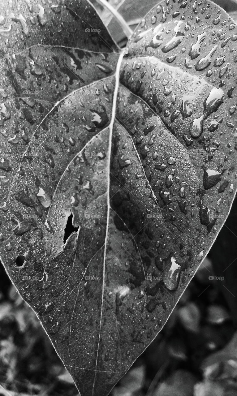 Raindrops on the foliage