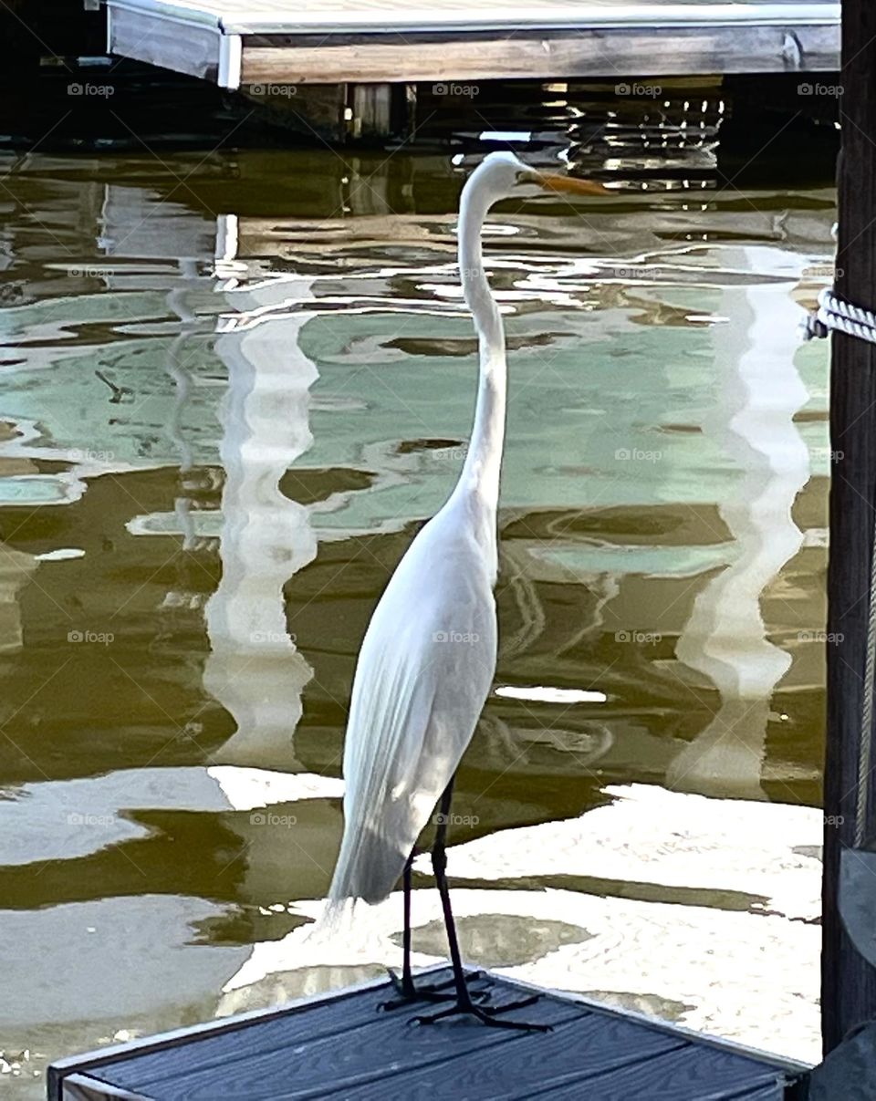 A white egret is trying to find food off the deck at the bay house in Texas 