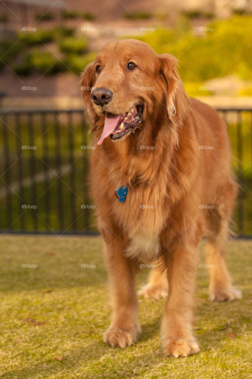 Golden Retriever portrait 
