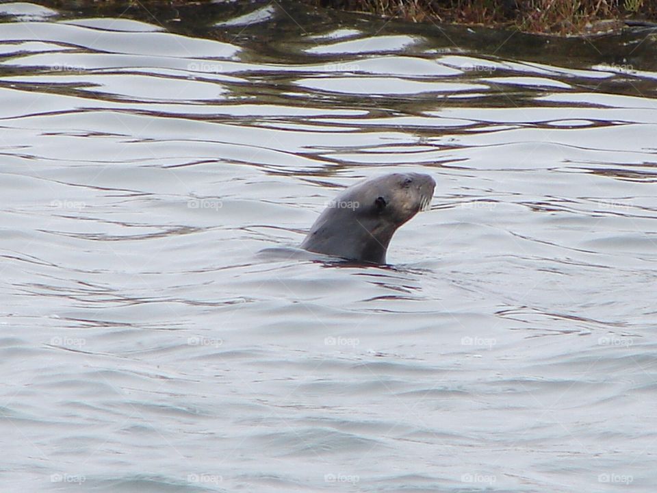 Otter