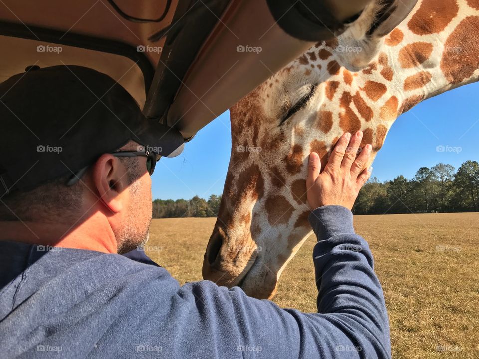 A tender moment with man and giraffe 