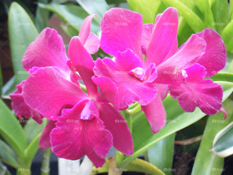 pink flower jungle plant by dixieyankee