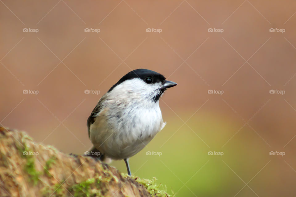 One of a kind little bird