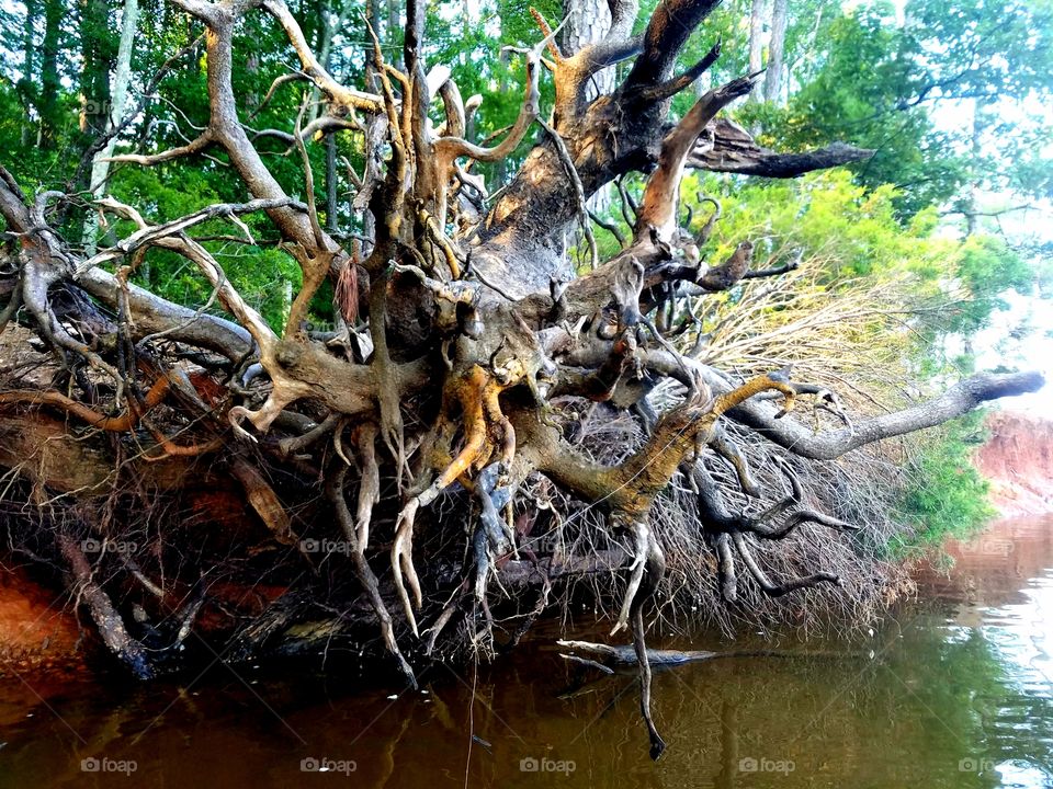 tree roots exposed by the lake shore.