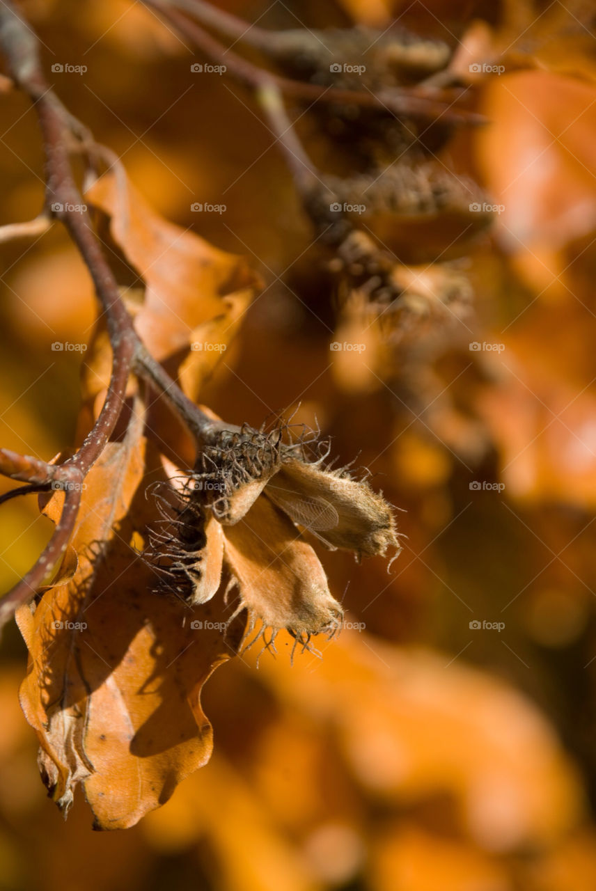 Fall, No Person, Leaf, Tree, Nature