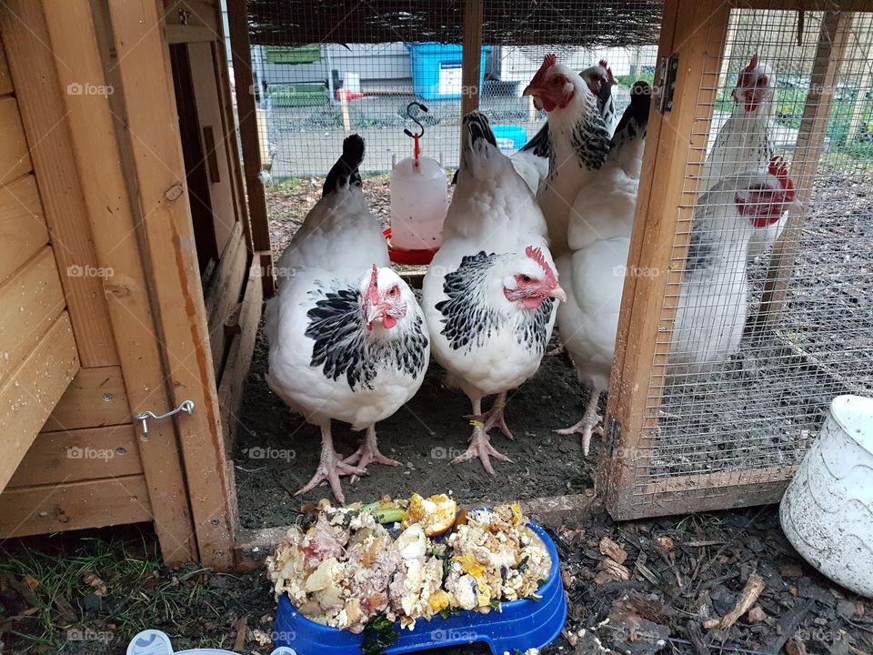 backyard chickens feeding time
