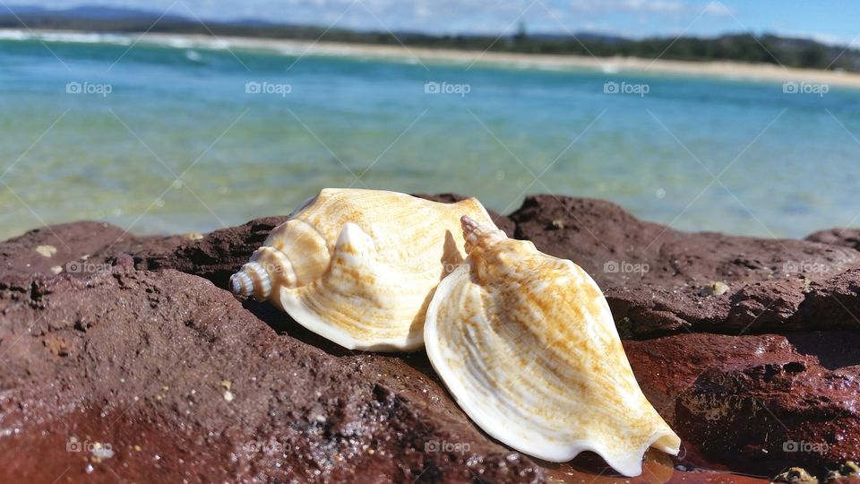 Two large spiral seashells on red rocks with blue ocean in the background l.