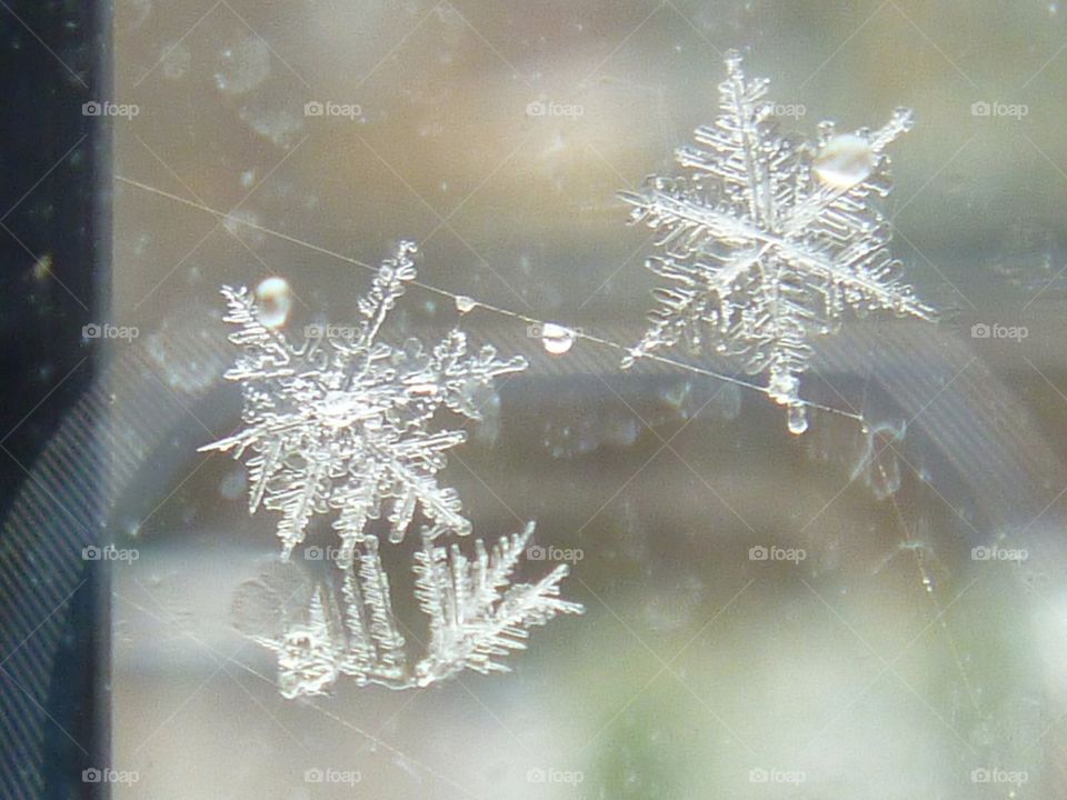 Snowflakes on a spiders web on my windowpane.