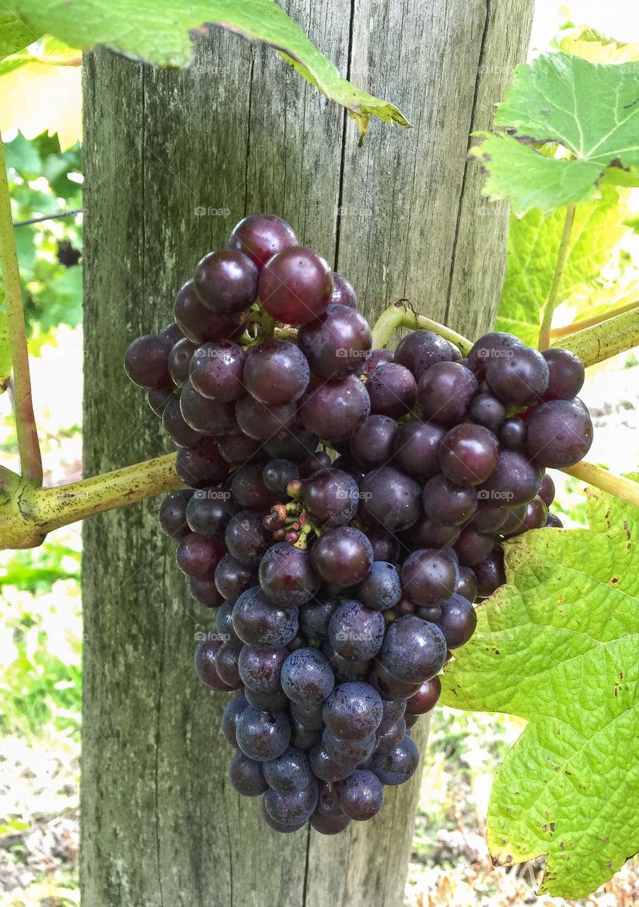 Close-up of grapes