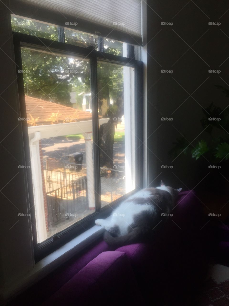 Fat Cat Basking in the Sun Through the Window 